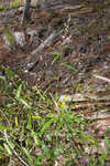 Pine barren ticktrefoil